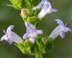 Image result for Cantinoa