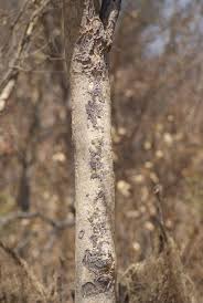 Image result for Philenoptera nelsii