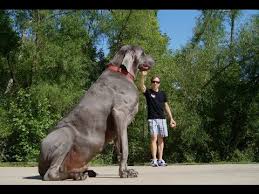 Largest And Biggest Animal In This World Big Dog Breeds Huge Dogs Big Animals
