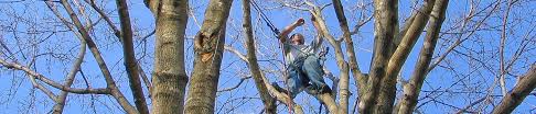 Wi pesticide applicator certification (3.0), or ability to become certified. Tree Tips Industry News More Johnson Ops Tree Care La Crosse Wi