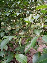 Image result for Ligustrum lucidum