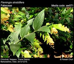 Image result for Flemingia