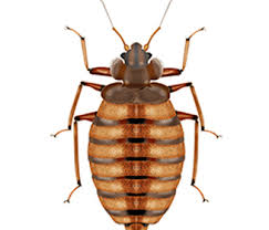 15440 s, oak park ave oak forest, il 60452. Pest Control Cook County Department Of Public Health