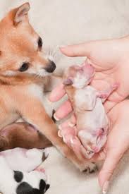 How Do You Know When Your Dog Is About To Give Birth Lovetoknow Dog Birth Dogs Your Dog