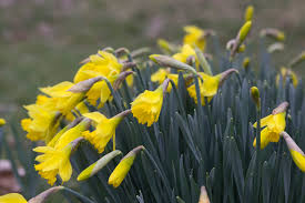 Gosnold on cape cod 200 ter heun dr, falmouth, ma 02540 ph: The Short List The 5 Most Popular Flowers On Cape Cod Capecod Com