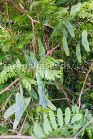 Image result for Millettia drastica