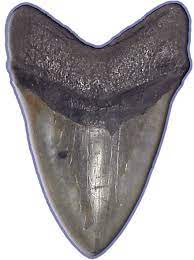 Megalodon Shark Teeth For Sale Megalodon Megalodon Shark Shark Teeth