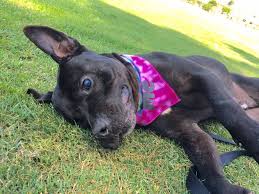Find the pet you want, connect with their owner and make a pet adoption that works for you. Pet Adoption Agencies Near Me News At Pets Api Ufc Com