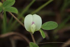 Image result for Aneilema welwitschii