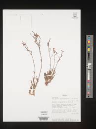 Image result for Aeollanthus subacaulis