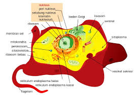 We did not find results for: Sel Hewan Organel Dan Fungsinya Serta Gambar Sel Hewan