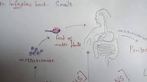 Liver fluke life cycle liver fluke have an indirect life cycle involving a snail intermediate host. Fasciola Hepatica Liver Fluke Structure Life Cycle Symptoms Treatment By Phanindra Youtube