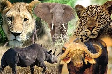 Le fameux Big 5 d'Afrique – Drive South Africa