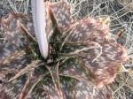 Image result for Aloe carnea