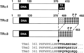 Check spelling or type a new query. Dna Independent And Dna Dependent Mechanisms Regulate The Differential Heterodimerization Of The Isoforms Of The Thyroid Hormone Receptor With Retinoid X Receptor Journal Of Biological Chemistry