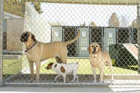 A more safe and loving alternative to a commercial dog kennel or dog hotel. Pros And Cons Dog Boarding Kennels Vs In Home Boarding Petguide