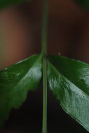 Image result for Lindsaea ensifolia