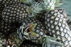 Organic Exports Ghana