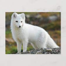 Cute Arctic Fox Postcard Zazzle Com In 2021 Cutest Animals On Earth Arctic Fox Top 10 Cutest Animals