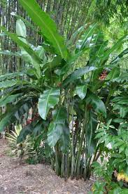 Pin On Heliconia