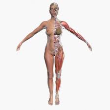 Photos Female Anatomy Photos Female Anatomy Ultimate Complete Female Anatomy 3d Model Anatomy Images Female Anatomy Human Body Anatomy