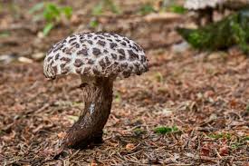 Image result for Strobilomyces strobilaceus