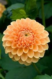 Pin On Exotic Plants And Flowers