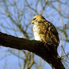 Information, images and range maps on over 1,000 birds of north. Odds Are A Hawk Won T Steal Your Pet But You Should Still Be Cautious The Verge