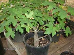 Flickr is almost certainly the best online photo management and sharing application in the world. Silver Maple For Bonsai