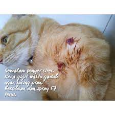 Kucing dengan penyakit sporo ini lebih dikenali sebagai jangkitan sporothrix brasiliensis sering mengalami luka di wajah mereka, selalunya terjadi di sekitar hidung. Spray F7 Ps Herbs Untuk Kucing Haiwan Manusia Bagi Rawatan Kudis Kurap Luka Sporo Shopee Malaysia