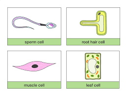 Animal cells and plant cells. Learning By Questions