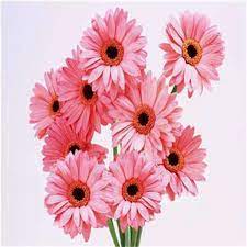 Pin On Flowers