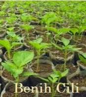 Siti mahramah hamidon 25 april 2019. Anim Agro Technology Tanam Cili Padi Hebatnya