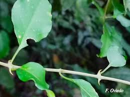 Image result for Pisonia aculeata