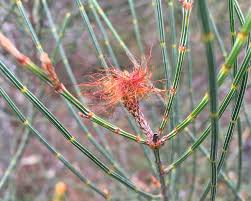 Image result for Casuarina littoralis