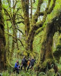 Image result for Mayaca baumii