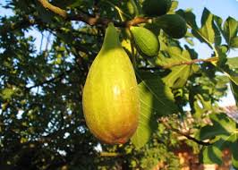 Risultati immagini per fico brogiotto