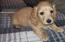 Simple and effective ways to make your dachshund happy, healthy, and obedient. Dachshund Puppies Lh For Sale In Pueblo Colorado Classified Americanlisted Com