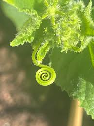 Image result for whitefly in cucumber