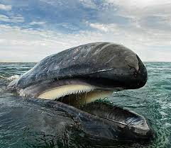 Mi Piace 9 421 Commenti 53 Animals Nature Wildlife Wild Animalsgram Su Instagram Amezing Shot Follow World Insi Ocean Creatures Gray Whale Whale