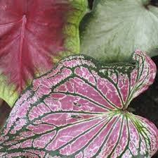 Caladium Care Planting Caladium Bulbs