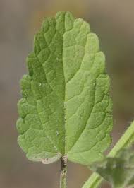 Image result for Centrostachys