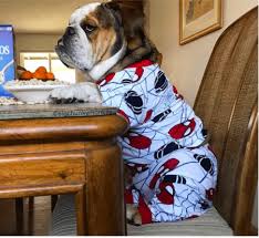 Discover images and videos about bulldogs from all over the world on we heart it. 7 Bulldogs You Ve Gotta Follow On Instagram Bulldog Yoga