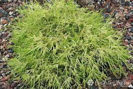 Tailored to rock gardens and slope plantings as well as asian garden schemes. Dwarf Gold Thread Cypress