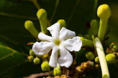 Image result for Guettarda