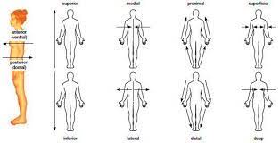 2 Anatomical Positions Planes Directions Anatomy Language Histology