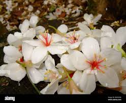 Image result for Vernicia