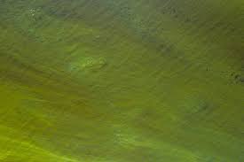 There's a slime quiz for everyone. Shrek The Movie Trivia Quiz