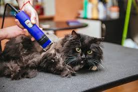 Untuk kucing yang sering keguguran bulu apabila dibelai, wajib beli sarung tangan ni. Bagaimana Cara Memotong Kucing Di Rumah 29 Gambar Bagaimana Untuk Memotong Kucing Dengan Gunting Di Rumah Bagaimana Untuk Membuat Potongan Rambut Untuk Kucing Berbulu