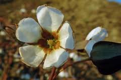 Image result for Trichodesma physaloides